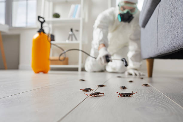 Post-Treatment Bed Bug Interceptor Monitoring in Spring Green